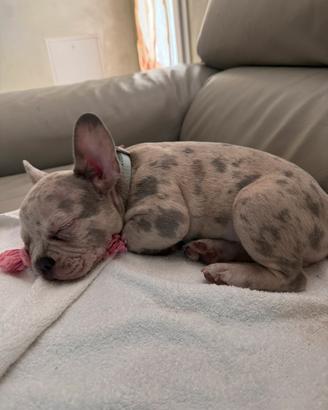 CUCCIOLO DI BULLDOG FRANCESE ESOTICO