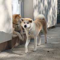 Akita Inu
