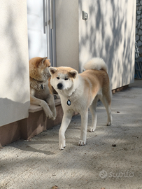Akita Inu