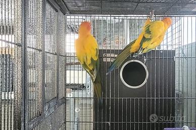 coppie conuri del sole 