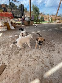 Cuccioli mettici