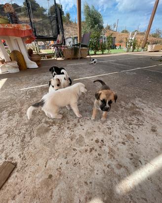 Cuccioli mettici