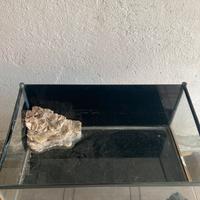 Tartarughiera in vetro