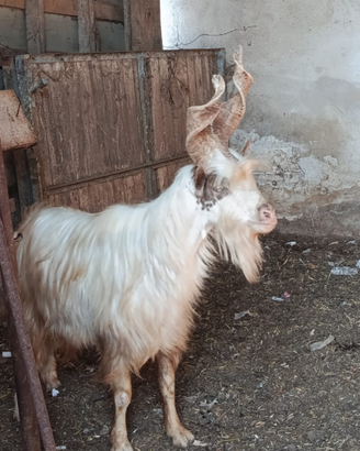 Becco