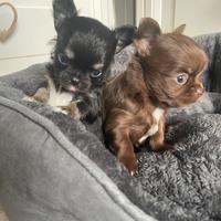 Cuccioli chihuahua maschi pelo lungo