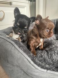 Cuccioli chihuahua maschi pelo lungo