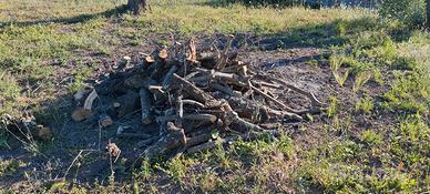 legna di ulivo