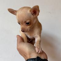 Chihuahua Toy