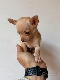 Chihuahua Toy