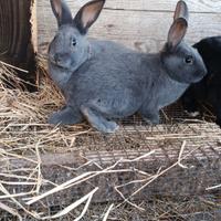 Conigliette femmine di 2 mesi incroci