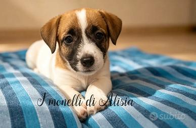 Cuccioli di Jack russell terrier con pedigree