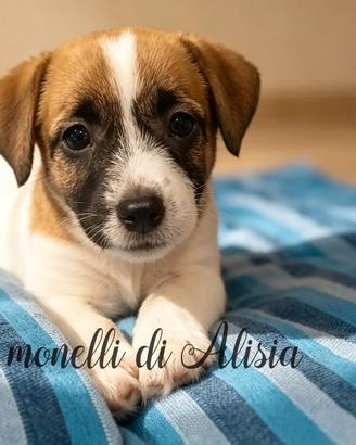 Cuccioli di Jack russell terrier con pedigree