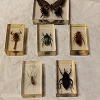 insetti in resina da collezione 