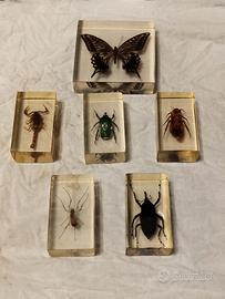 insetti in resina da collezione 