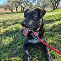 Cucciolone meticcio educato Per adozione