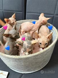 Cuccioli Sphynx