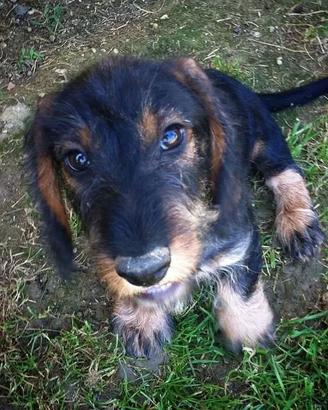 Bassotto tedesco a pelo duro