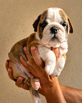 Cuccioli bulldog inglese