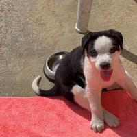 Cucciole meticcie palermo