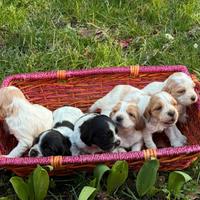 Breton cuccioli con pedigree