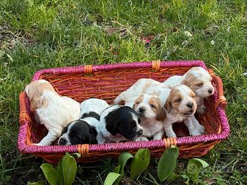 Breton cuccioli con pedigree
