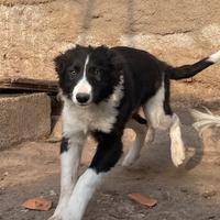 Cucciolo Border Collie