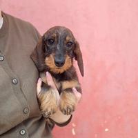 Bassottina kaninchen pelo duro