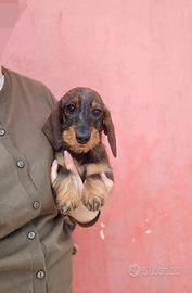 Bassottina kaninchen pelo duro