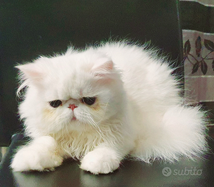 Persiani ipertipici maschietto e femminuccia