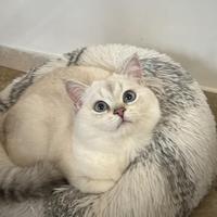 British shorthair per accoppiamento