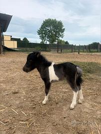 Mini pony