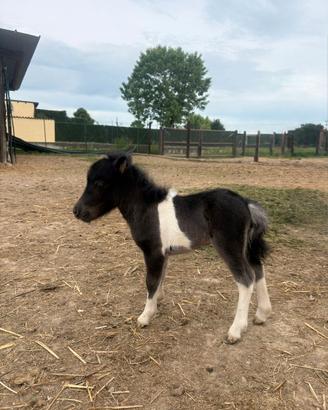 Mini pony