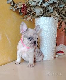 Bulldog francese femminuccia
