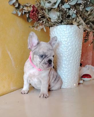 Bulldog francese femminuccia