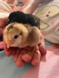 Pulcini araucana