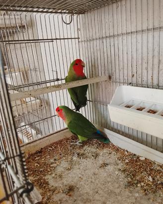 Inseparabili