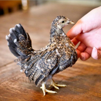 Galline Serama
