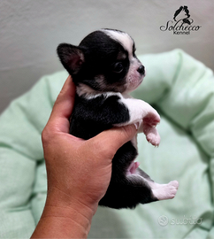 Cuccioli di chihuahua con pedigree