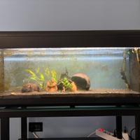 Acquario 100l con mobile