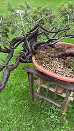 Pino mugo yamadori