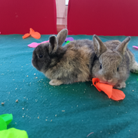 Conigli nani colorati