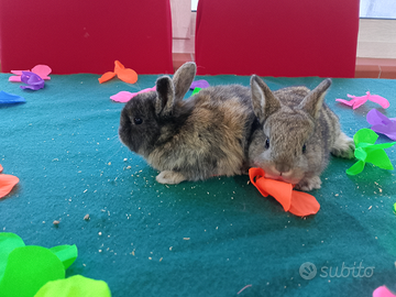 Conigli nani colorati