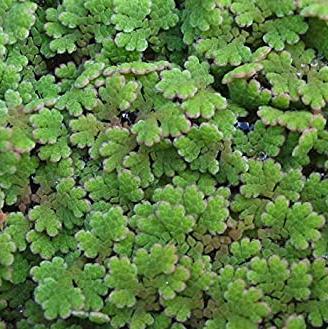 Azolla Caroliniana - piante acquatiche