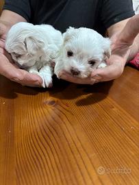 Maltesi toy linea Koreana