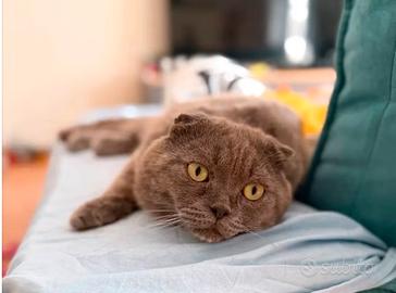 Monta gatto British