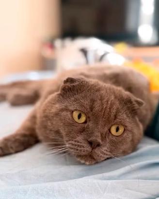 Monta gatto British