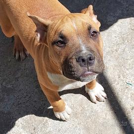 Amstaff con pedigree