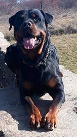 Rottweiler maschio per monta