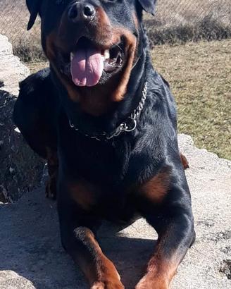 Rottweiler maschio per monta