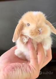 Coniglietti nani arieti